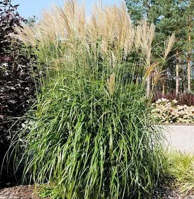 Мискантус ВАНИЛЛА СКАЙ китайский  Мискантус ВАНИЛЛА СКАЙ китайский в Санкт-Петербурге