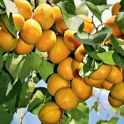 Абрикос БРЯНСКИЙ РАННИЙ  Абрикос БРЯНСКИЙ РАННИЙ в Санкт-Петербурге