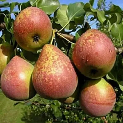 Груша МРАМОРНАЯ  Груша МРАМОРНАЯ в Санкт-Петербурге