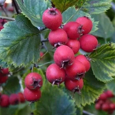 Боярышник АРНОЛЬДА  Боярышник АРНОЛЬДА в Санкт-Петербурге