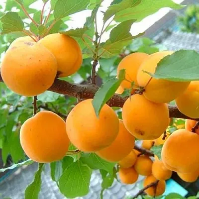 Абрикос ОРИГИНАЛ  Абрикос ОРИГИНАЛ в Санкт-Петербурге