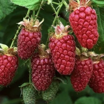 Малина РУБИНОВОЕ ОЖЕРЕЛЬЕ — описание сорта Малина РУБИНОВОЕ ОЖЕРЕЛЬЕ в Санкт-Петербурге