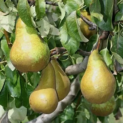 Груша САПФИРА колонновидная  Груша САПФИРА колонновидная в Санкт-Петербурге