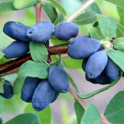 Жимолость съедобная ХОНЕЙ БИ в Санкт-Петербурге