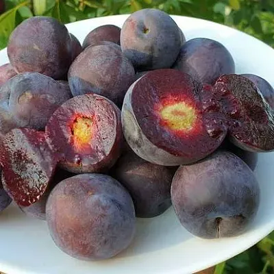 Сливово-вишневый гибрид МЕЙНОР  Сливово-вишневый гибрид МЕЙНОР в Санкт-Петербурге