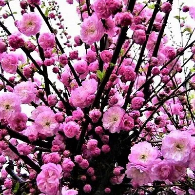 Миндаль в Санкт-Петербурге