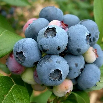 Голубика КОЛЛИНЗ  Голубика КОЛЛИНЗ в Санкт-Петербурге