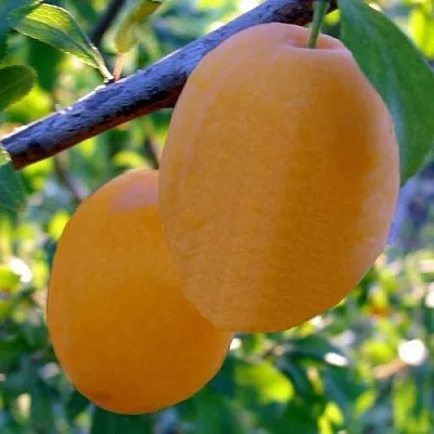 Слива НАТАША  Слива НАТАША в Санкт-Петербурге