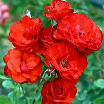 Саженцы роз ФАЙЕР КИНГ спрей  Саженцы роз ФАЙЕР КИНГ спрей в Санкт-Петербурге