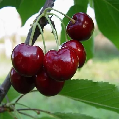 Черешня СТЕЛЛА  Черешня СТЕЛЛА в Санкт-Петербурге
