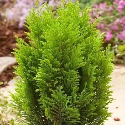 Кипарисовик ЭЛВУДИ ГОЛД лавсона  Кипарисовик ЭЛВУДИ ГОЛД лавсона в Санкт-Петербурге