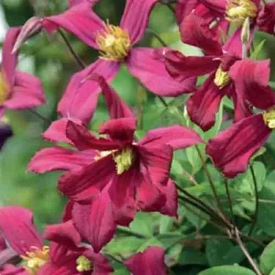 Клематис СТРОУБЕРРИ ФИЛДС  Клематис СТРОУБЕРРИ ФИЛДС в Санкт-Петербурге