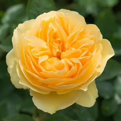 Саженцы роз ГРЕХАМ ТОМАС английская  Саженцы роз ГРЕХАМ ТОМАС английская в Санкт-Петербурге