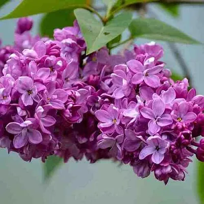 Сирень   Сирень  в Санкт-Петербурге