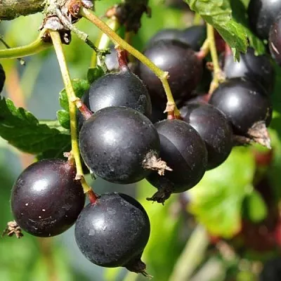 Йошта ДЖОСТАБЕРРИ  Йошта ДЖОСТАБЕРРИ в Санкт-Петербурге