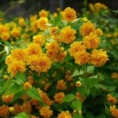 Керрия японская ПЛЕНИФЛОРА  Керрия японская ПЛЕНИФЛОРА в Санкт-Петербурге