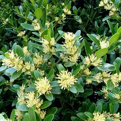 Самшит  Самшит в Санкт-Петербурге