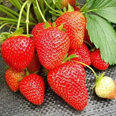 Клубника ВИМА РИНА ремонтантная  Клубника ВИМА РИНА ремонтантная в Санкт-Петербурге