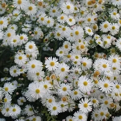 Болтония СНОУБЭНК  Болтония СНОУБЭНК в Санкт-Петербурге