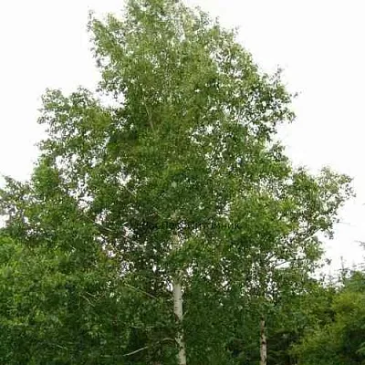 Береза бородавчатая в Санкт-Петербурге