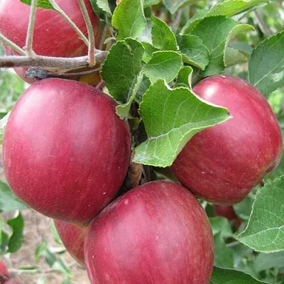 Яблоня МОСКОВСКОЕ ОЖЕРЕЛЬЕ колонновидная  Яблони Московское Ожерелье колонновидная в Санкт-Петербурге