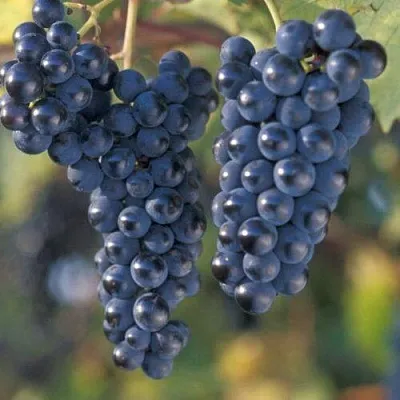 Виноград МАРКЕТТ  Виноград МАРКЕТТ в Санкт-Петербурге