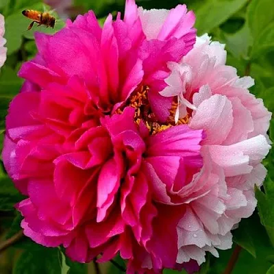 Пион ДВЕ СЕСТРЫ древовидный  Пион ДВЕ СЕСТРЫ древовидный в Санкт-Петербурге