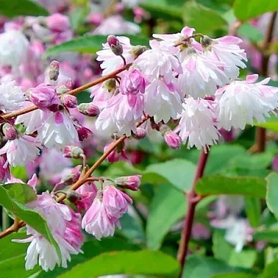 Дейция  Дейция в Санкт-Петербурге