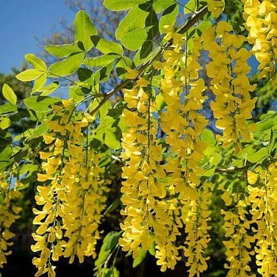 Бобовник  Бобовник в Санкт-Петербурге