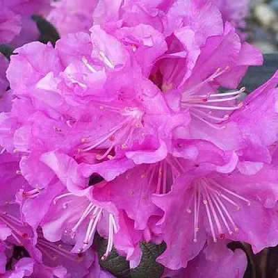 Рододендрон П.Ж.М. ЭЛИТ  Рододендрон П.Ж.М. ЭЛИТ в Санкт-Петербурге