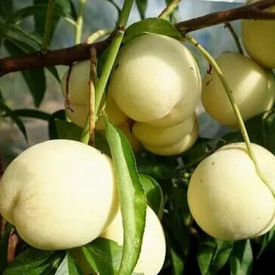 Персик АЙС ПИЧ  Персик АЙС ПИЧ в Санкт-Петербурге