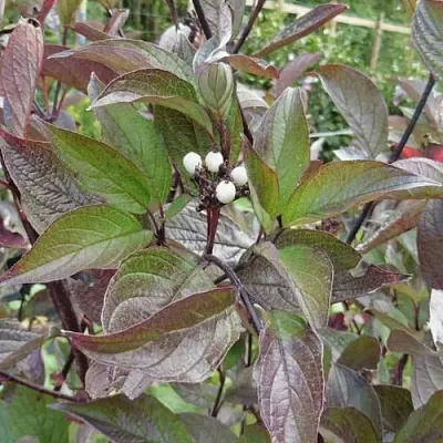 Дерен КЕССЕЛЬРИНГИ  Дерен КЕССЕЛЬРИНГИ в Санкт-Петербурге
