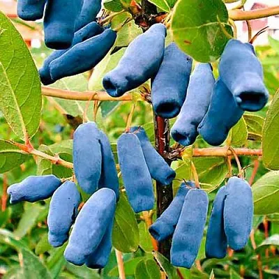 Жимолость съедобная НИМФА (ГАММА)  Жимолость съедобная НИМФА (ГАММА) в Санкт-Петербурге