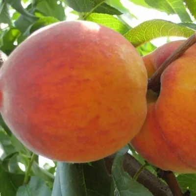 Персик СОЧНЫЙ — описание сорта Персик СОЧНЫЙ в Санкт-Петербурге