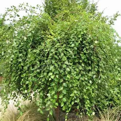 Береза САММЕР КАСКАД черная в Санкт-Петербурге