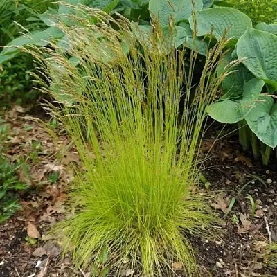 Щучка ТАТРА ГОЛД извилистая  Щучка ТАТРА ГОЛД извилистая в Санкт-Петербурге