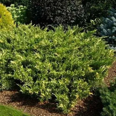 Можжевельник ВАРИЕГАТА казацкий  Можжевельник ВАРИЕГАТА казацкий в Санкт-Петербурге