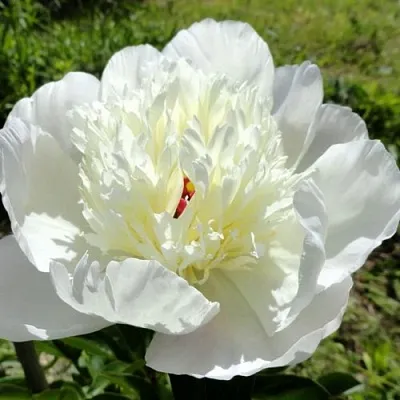 Пион ИММАКУЛИ травянистый  Пион ИММАКУЛИ травянистый в Санкт-Петербурге