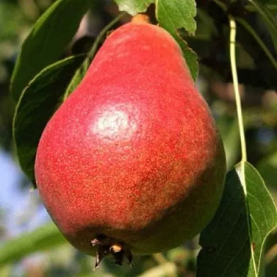 Груша НАРЯДНАЯ ЕФИМОВА  Груша НАРЯДНАЯ ЕФИМОВА в Санкт-Петербурге