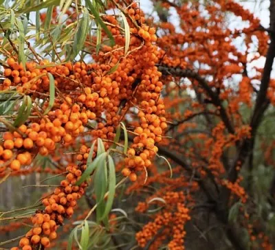 Облепиха СЕРАФИМА  Облепиха СЕРАФИМА в Санкт-Петербурге