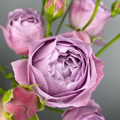 Саженцы роз ЛАВЕНДЕР БАБЛС спрей  Саженцы роз ЛАВЕНДЕР БАБЛС спрей в Санкт-Петербурге