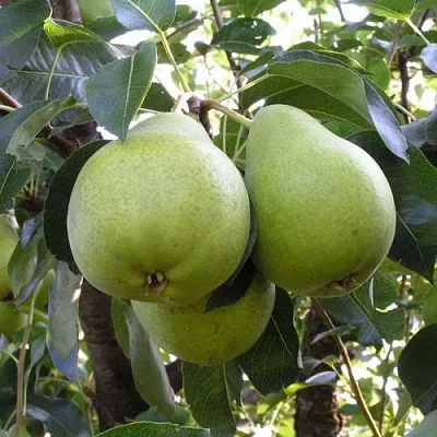 Груша МАСЛЯНИСТАЯ ЛЕТНЯЯ в Санкт-Петербурге