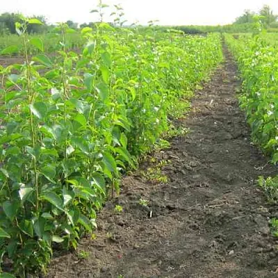 Подвой черешни ДИКАЯ ЧЕРЕШНЯ в Санкт-Петербурге