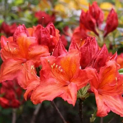 Азалия ЛИЛИНШТЕЙН японская  Азалия ЛИЛИНШТЕЙН японская в Санкт-Петербурге