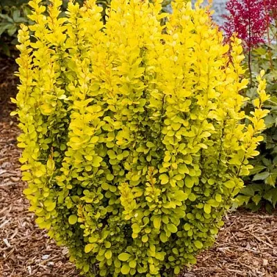 Барбарис ГОЛДЕН ТОРЧ тунберга в Санкт-Петербурге