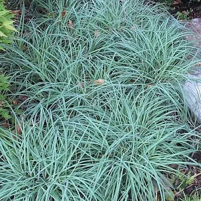 Осока БЛЮ ЗИНГЕР  Осока БЛЮ ЗИНГЕР в Санкт-Петербурге
