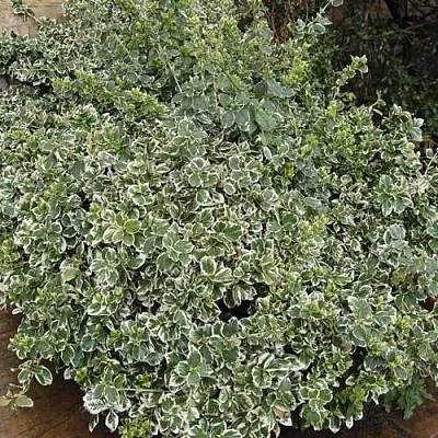 Бересклет ЭМЕРАЛЬД ГАИТИ форчуна  Бересклет ЭМЕРАЛЬД ГАИТИ форчуна в Санкт-Петербурге