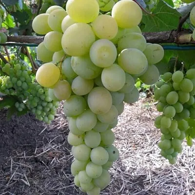 Виноград ФРУМОАСА АЛБЭ в Санкт-Петербурге