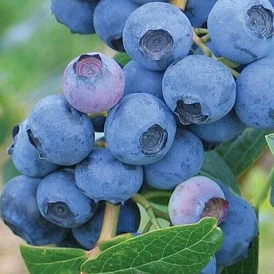 Голубика ЭРЛИБЛЮ  Голубика ЭРЛИБЛЮ в Санкт-Петербурге