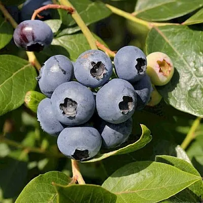 Голубика ШАНТЕКЛЕР  Голубика ШАНТЕКЛЕР в Санкт-Петербурге